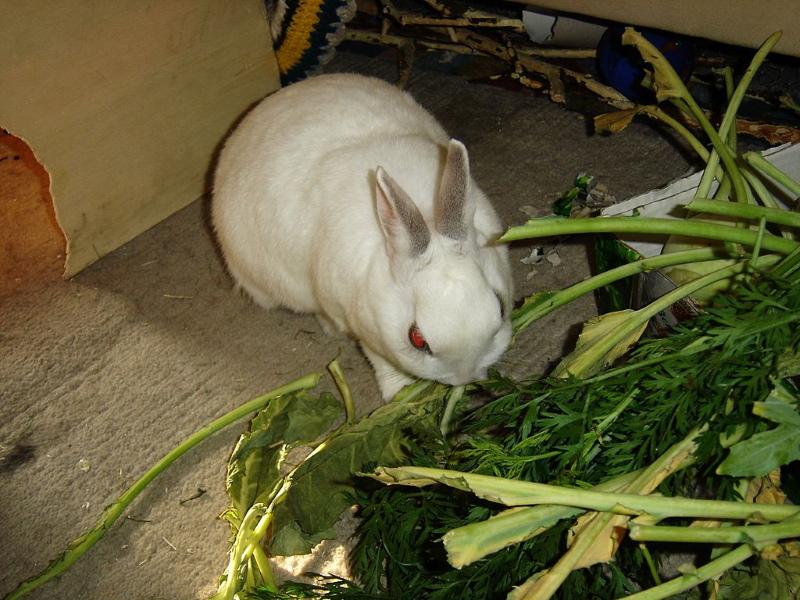 comida de conejo verde