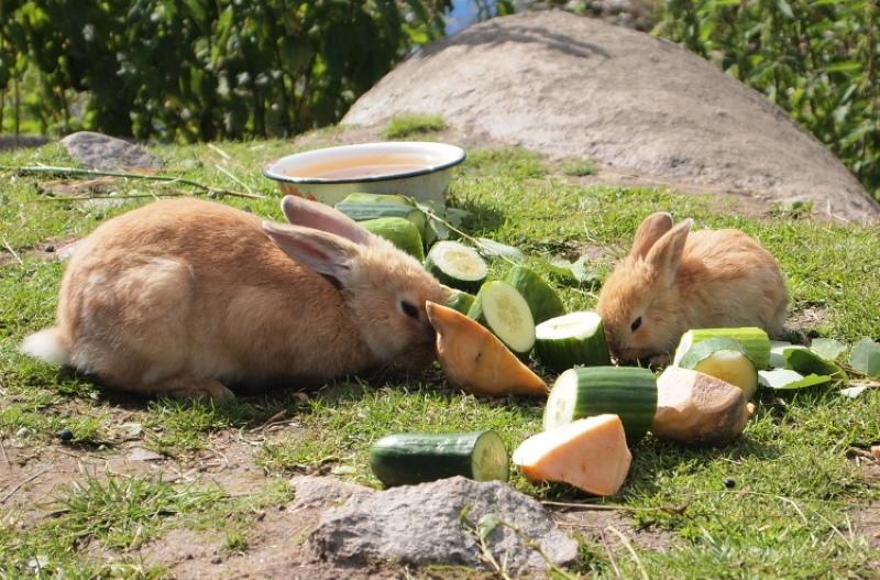nourriture succulente pour lapins