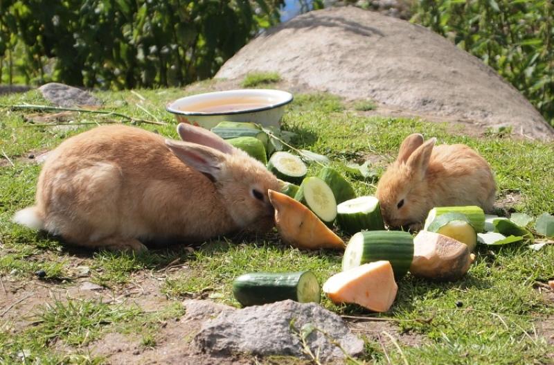 comida suculenta para conejos