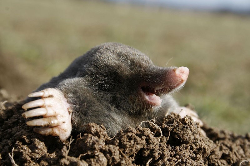 características nutricionales de los lunares