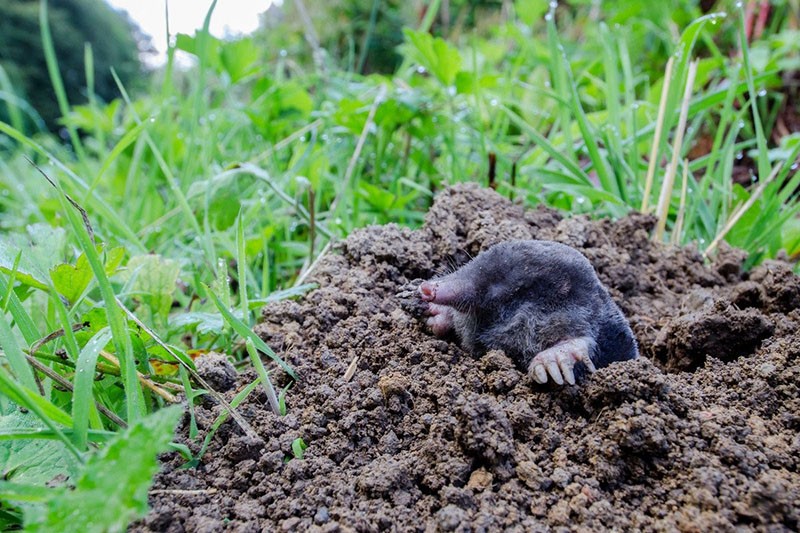 bebé mole