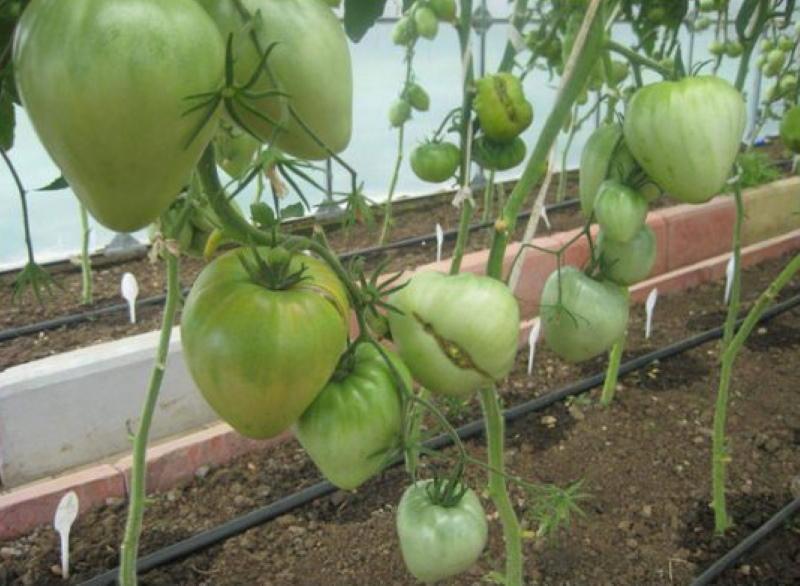 buisson de tomate noble