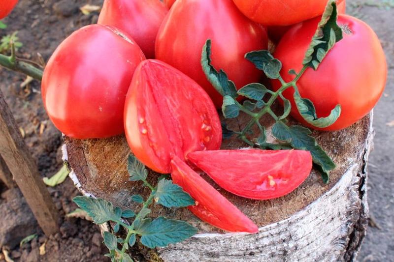 noble de la tomate qui a planté le pour et le contre