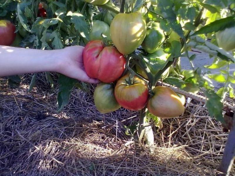 noble de la tomate qui a planté