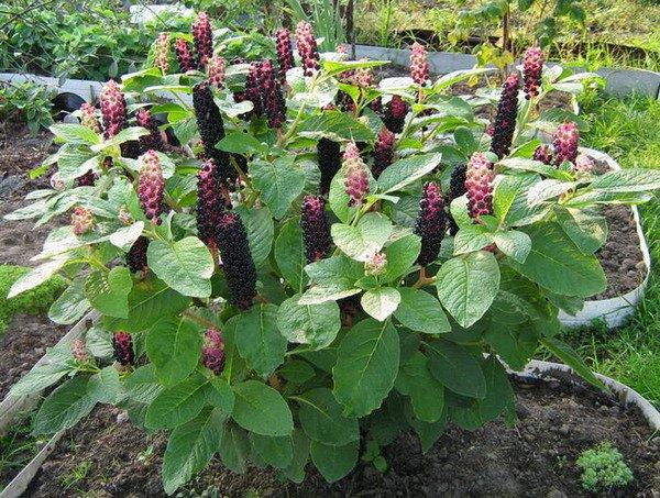 lakonos médicinales dans le jardin