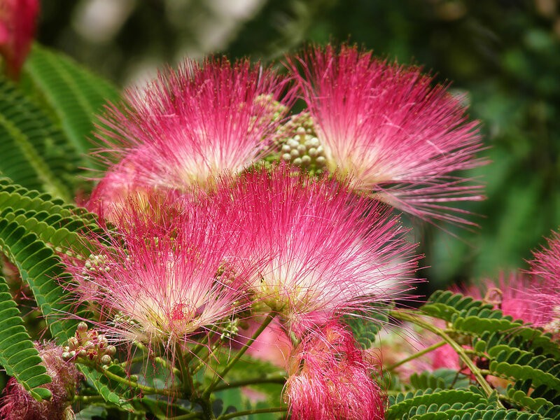 floraison d'albition