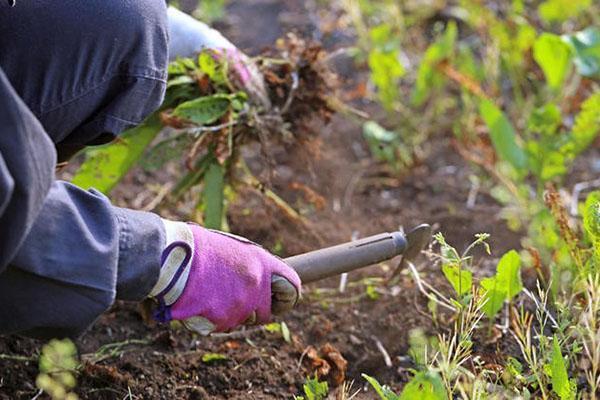 nous enlevons les mauvaises herbes