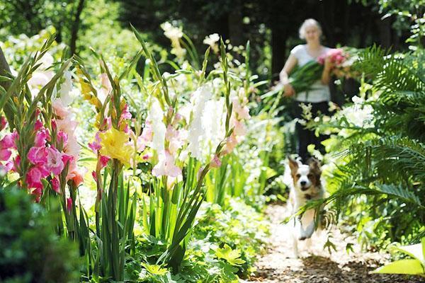 glaïeuls dans les parterres de fleurs