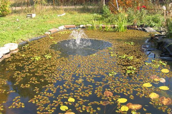 estanque de campo en otoño