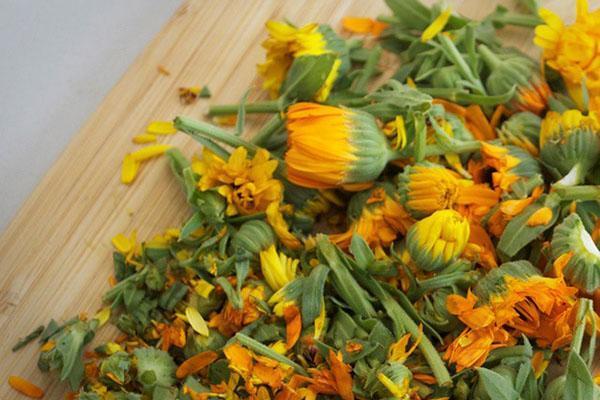 cosechando flores de caléndula