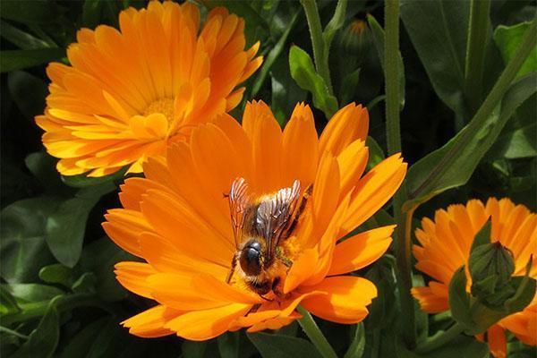 le calendula a des propriétés médicinales