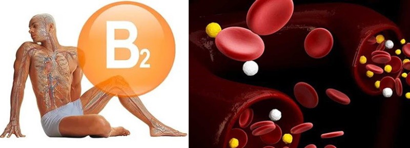 Tiamina (B1) y riboflavina (B2)
