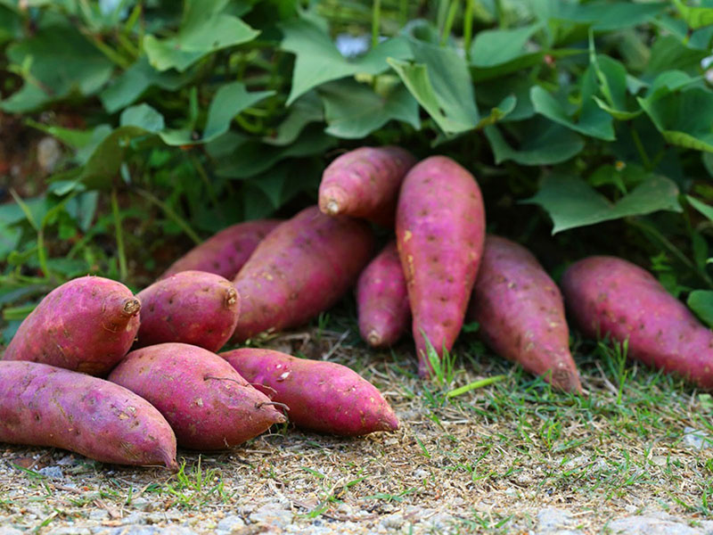 les patates douces ne sont pas utiles pour tout le monde