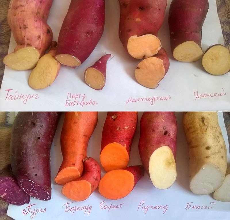 patates douces de différentes variétés
