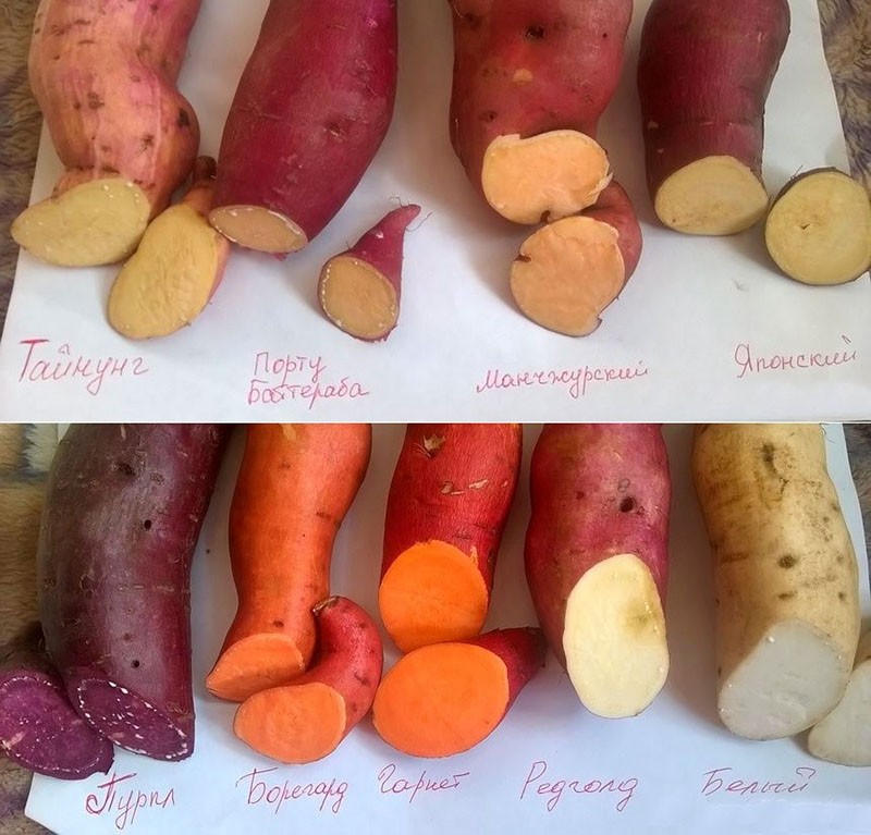 batatas de diferentes variedades