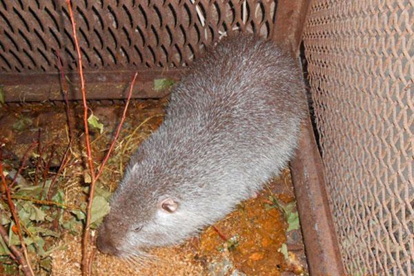 ragondin dans la cage