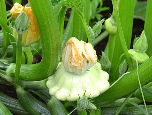 Las más deliciosas son las calabazas con un diámetro de hasta 10 cm.