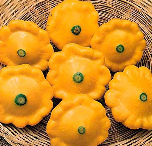 De nombreux plats différents sont préparés à partir de jeunes courges