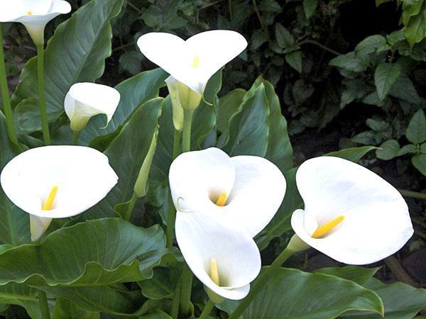 Cultivo de alcatraces en el jardín.