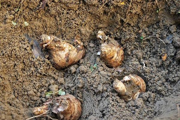 Plantar tubérculos de alcatraces en campo abierto.