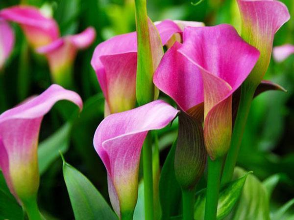 prendre soin des lys calla du jardin