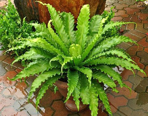 Les feuilles d'Asplenium sont utilisées pour faire des potions