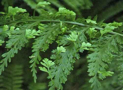 Le jeune feuillage d'asplénium vivipare est ajouté aux salades