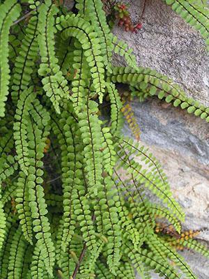 Asplenium au bord de la mer d'Irlande