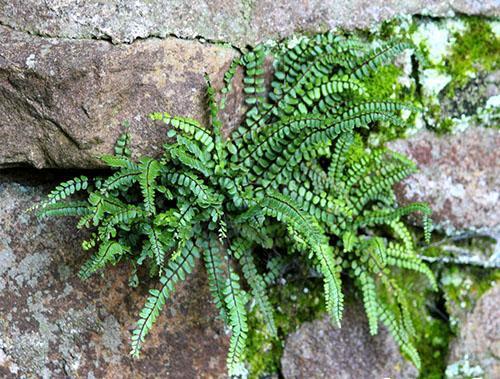 Asplenium parmi les rochers