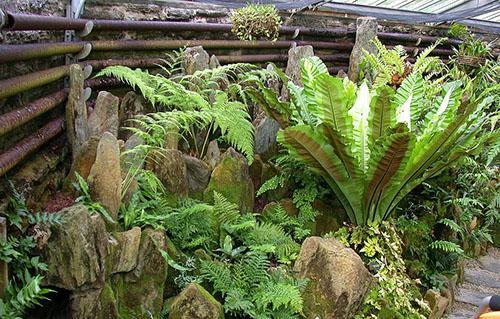 Les grands aspléniums vivent sous les tropiques