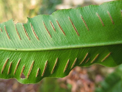 La reproduction des fougères dans la nature a lieu à l'aide de spores