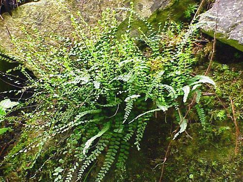 Asplenium pousse sur les rochers, les murs et les sols rocheux