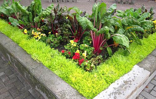 Acelgas en una cama de flores