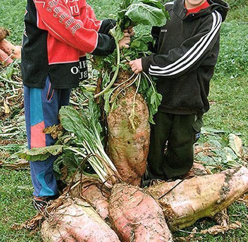 Cosecha de remolacha forrajera