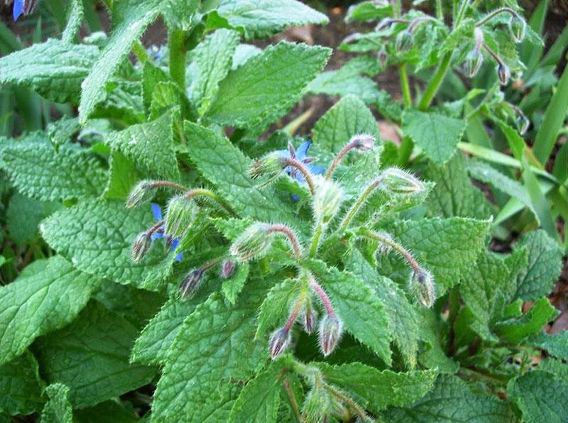 plante aromatique bourrache