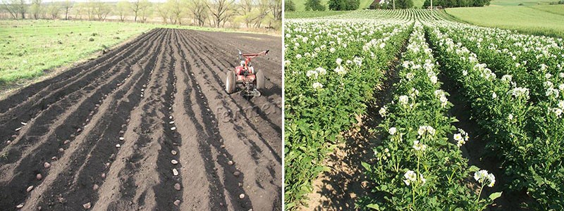 plantar patatas con un tractor a pie