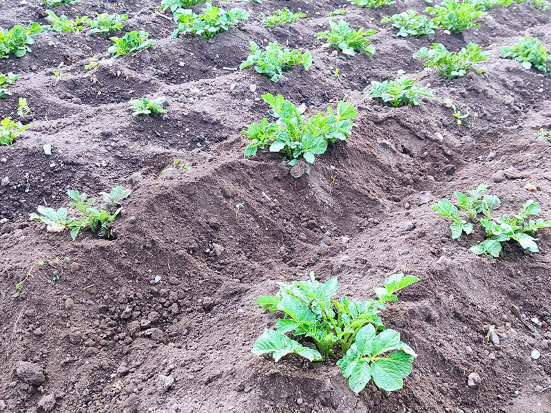 pommes de terre sans mauvaises herbes