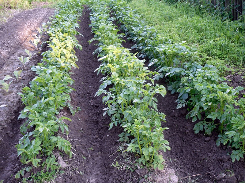 soins de plantation de pommes de terre