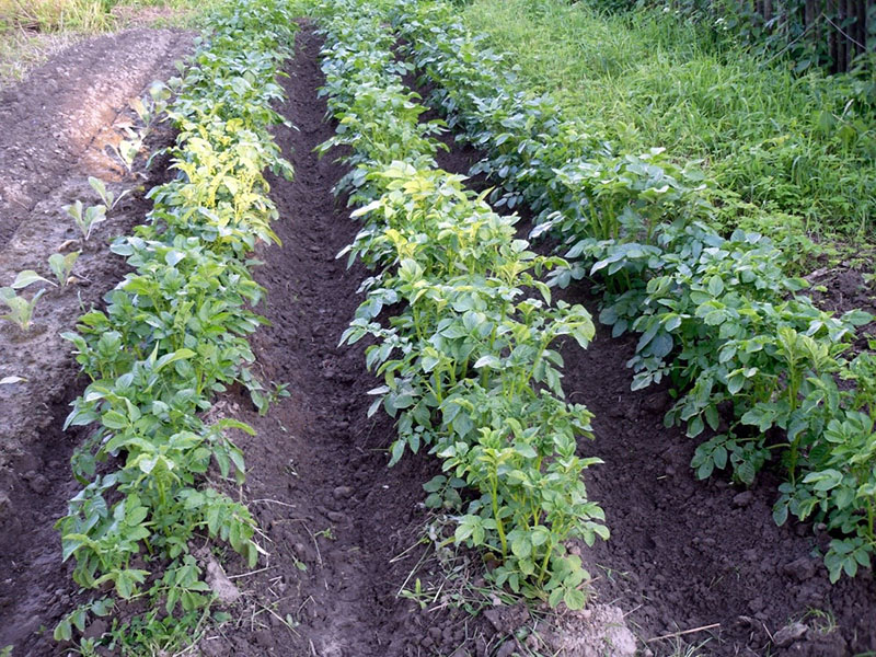 cuidado de la plantación de papa