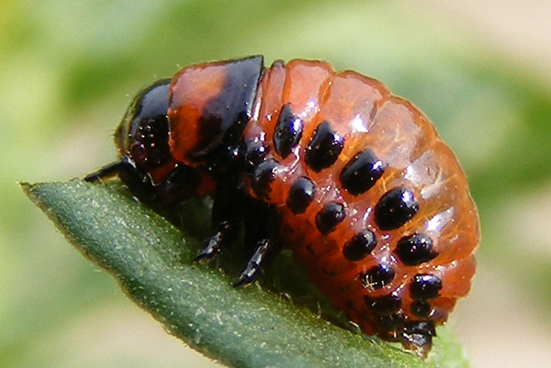 escarabajo de patata