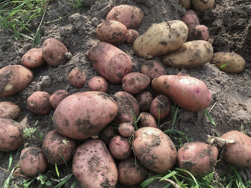 cosechando patatas