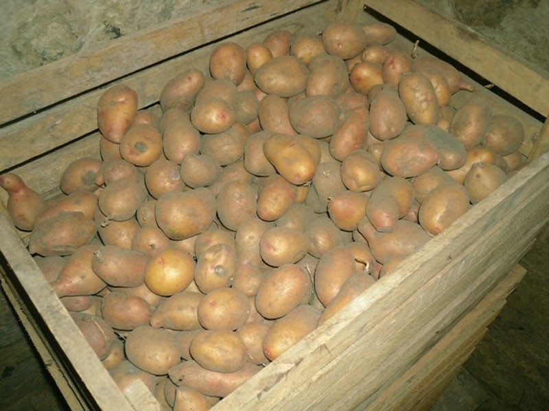 almacenamiento de patatas en cajas
