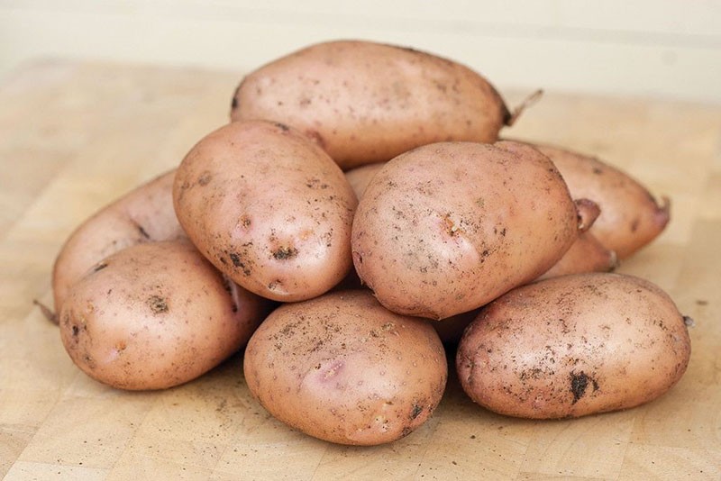 variété de pomme de terre à haut rendement