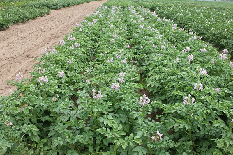 plantar patatas