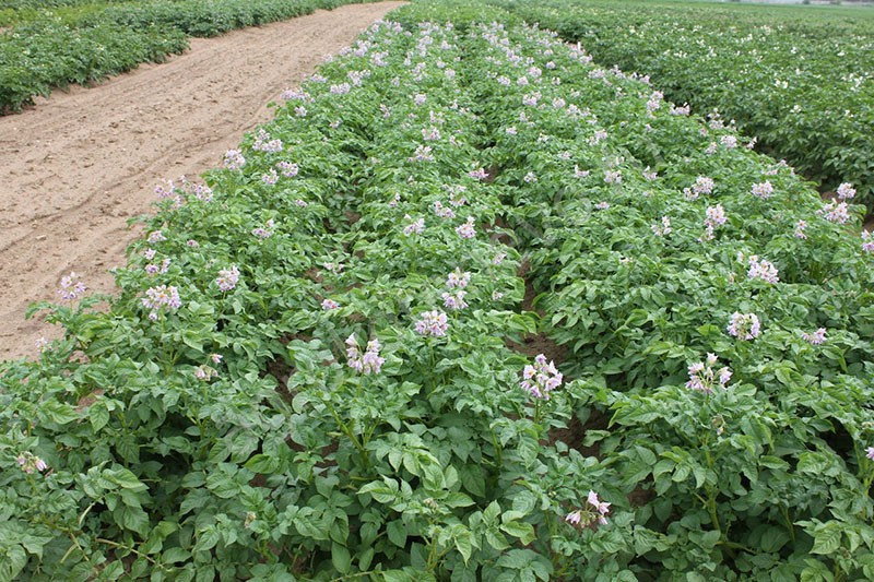 planter des pommes de terre