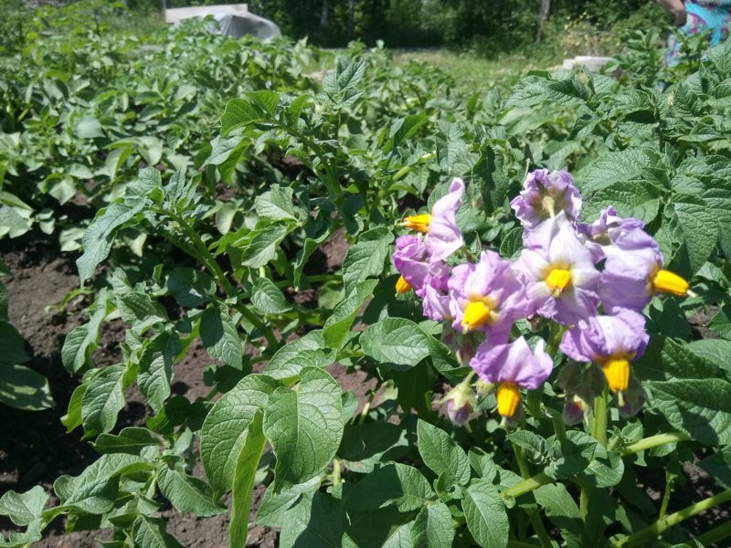 patatas en flor