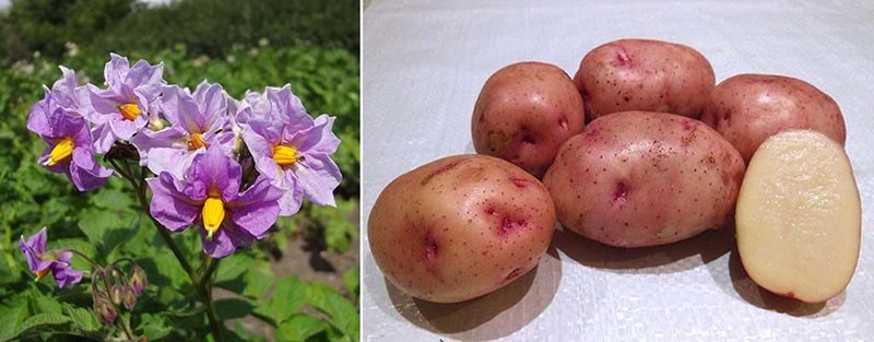 tubérculos de patata
