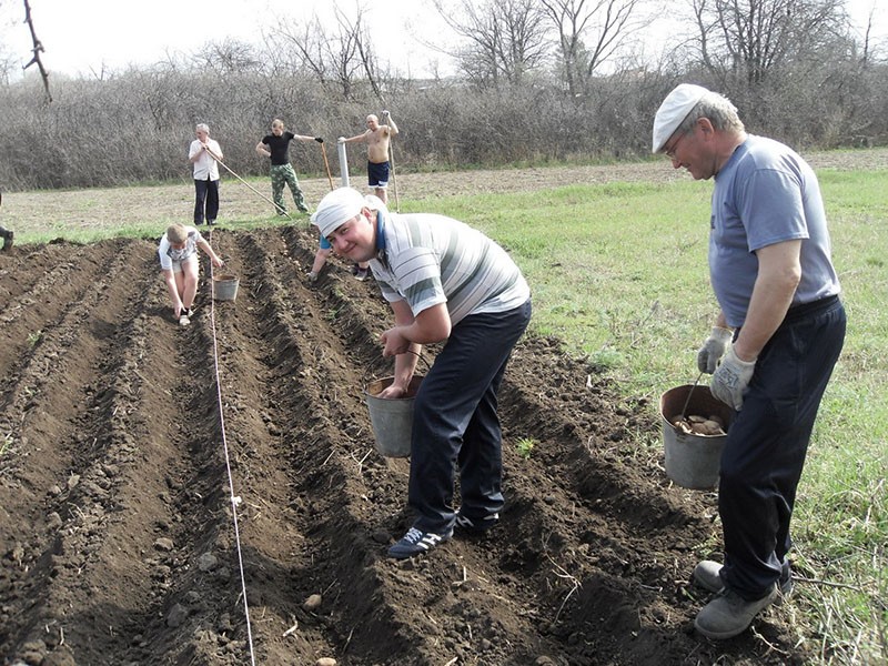 plantar patatas tempranas Zhukovsky