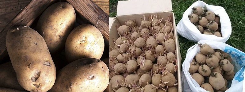 tubérculos de patata germinados