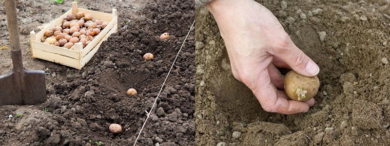 plantar papas debajo de una pala
